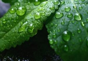 Peppermint-1280x630-300x300